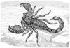 +bug+insect+pest+Rock+scorpion+ clipart