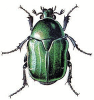 +bug+insect+pest+Rose+Chafer+ clipart