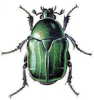 +bug+insect+pest+Rose+Chafer+ clipart