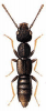 +bug+insect+pest+Rugilus+ clipart