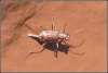 +bug+insect+pest+Salt+Creek+Tiger+Beetle+ clipart