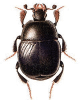 +bug+insect+pest+Saprinus+ clipart