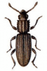 +bug+insect+pest+Saw+toothed+Grain+Beetle+ clipart