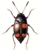 +bug+insect+pest+Scaphidium+ clipart