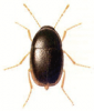 +bug+insect+pest+Scaphisoma+ clipart