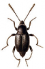 +bug+insect+pest+Scaphium+ clipart