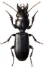 +bug+insect+pest+Scarites+ clipart