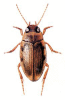 +bug+insect+pest+Scarodytes+ clipart