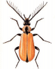 +bug+insect+pest+Schizotus+ clipart