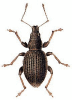 +bug+insect+pest+Sciaphilus+ clipart