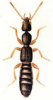 +bug+insect+pest+Scopaeus+ clipart