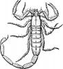 +bug+insect+pest+Scorpion+lineart+ clipart