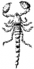+bug+insect+pest+Scorpion+lineart+ clipart