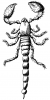 +bug+insect+pest+Scorpion+lineart+ clipart