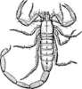 +bug+insect+pest+Scorpion+lineart+ clipart