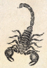 +bug+insect+pest+Scorpion+vintage+ clipart