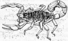 +bug+insect+pest+Scorpionidea+ clipart