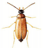 +bug+insect+pest+Scraptia+ clipart