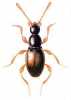 +bug+insect+pest+Scydmaenus+ clipart