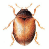 +bug+insect+pest+Scymnus+ clipart