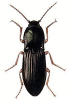 +bug+insect+pest+Selatosomus+ clipart