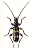 +bug+insect+pest+Semanotus+ clipart