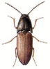 +bug+insect+pest+Sericus+ clipart