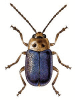 +bug+insect+pest+Sermylassa+ clipart