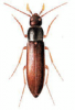 +bug+insect+pest+Serropalpus+ clipart