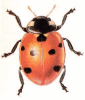+bug+insect+pest+Seven+Spot+Ladybird+ clipart