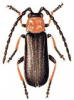 +bug+insect+pest+Silis+ clipart