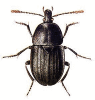 +bug+insect+pest+Silpha+ clipart