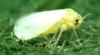 +bug+insect+pest+Silverleaf+whitefly+Bemisia+argentifolii+ clipart