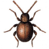 +bug+insect+pest+Sphaericus+ clipart