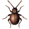 +bug+insect+pest+Sphaericus+ clipart