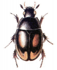 +bug+insect+pest+Sphaeridium+ clipart