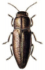 +bug+insect+pest+Sphenoptera+ clipart