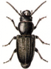 +bug+insect+pest+Spondylis+ clipart