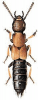 +bug+insect+pest+Staphylinus+ clipart