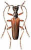 +bug+insect+pest+Stenocorus+ clipart