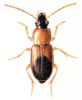 +bug+insect+pest+Stenolophus+ clipart