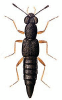 +bug+insect+pest+Stenus+ clipart