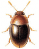 +bug+insect+pest+Stilbus+ clipart