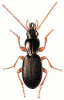 +bug+insect+pest+Stomis+ clipart