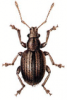 +bug+insect+pest+Strophosoma+ clipart