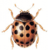 +bug+insect+pest+Subcoccinella+ clipart