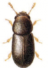 +bug+insect+pest+Sulcacis+ clipart