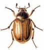 +bug+insect+pest+Summer+Chafer+ clipart
