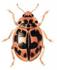 +bug+insect+pest+Synharmonia+ clipart