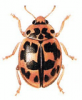 +bug+insect+pest+Synharmonia+ clipart